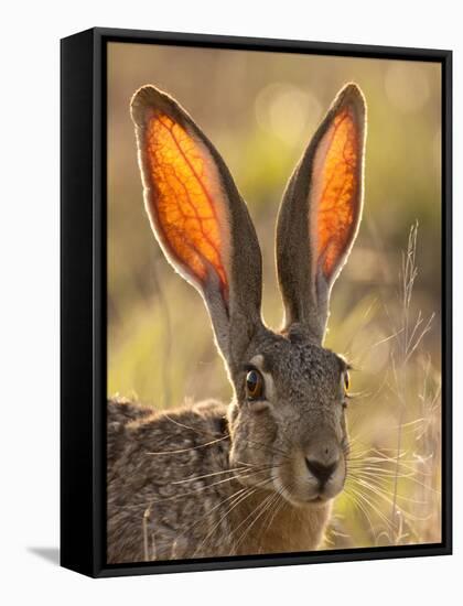 Close-Up of Black-Tailed Jackrabbit, Maverick County, Texas, Usa-Cathy & Gordon Illg-Framed Stretched Canvas