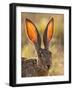 Close-Up of Black-Tailed Jackrabbit, Maverick County, Texas, Usa-Cathy & Gordon Illg-Framed Photographic Print
