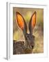 Close-Up of Black-Tailed Jackrabbit, Maverick County, Texas, Usa-Cathy & Gordon Illg-Framed Photographic Print