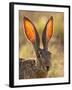 Close-Up of Black-Tailed Jackrabbit, Maverick County, Texas, Usa-Cathy & Gordon Illg-Framed Photographic Print