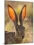 Close-Up of Black-Tailed Jackrabbit, Maverick County, Texas, Usa-Cathy & Gordon Illg-Mounted Photographic Print