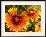 Close Up of Blanket Flowers, Gaillardia Species-Darlyne A^ Murawski-Framed Photographic Print