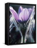 Close-up of Blooming Pasque Flower with Purple Petals-null-Framed Stretched Canvas
