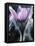 Close-up of Blooming Pasque Flower with Purple Petals-null-Framed Stretched Canvas