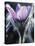 Close-up of Blooming Pasque Flower with Purple Petals-null-Stretched Canvas