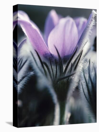 Close-up of Blooming Pasque Flower with Purple Petals-null-Stretched Canvas