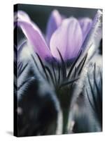 Close-up of Blooming Pasque Flower with Purple Petals-null-Stretched Canvas