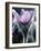 Close-up of Blooming Pasque Flower with Purple Petals-null-Framed Photographic Print