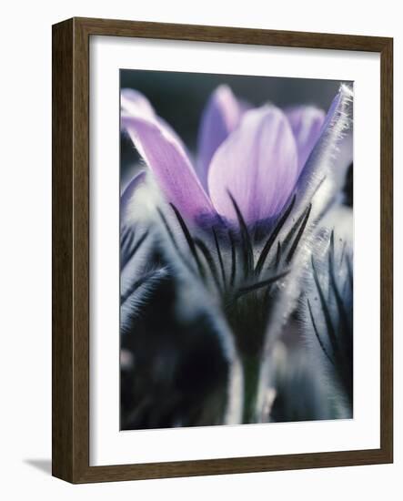 Close-up of Blooming Pasque Flower with Purple Petals-null-Framed Photographic Print