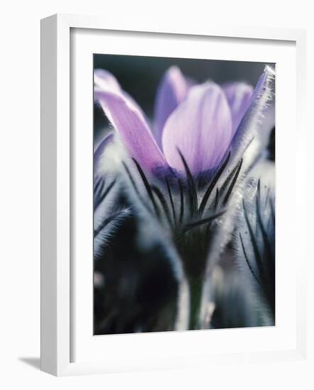 Close-up of Blooming Pasque Flower with Purple Petals-null-Framed Photographic Print