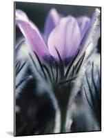 Close-up of Blooming Pasque Flower with Purple Petals-null-Mounted Photographic Print