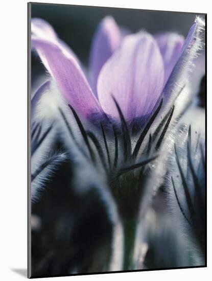 Close-up of Blooming Pasque Flower with Purple Petals-null-Mounted Photographic Print