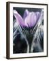 Close-up of Blooming Pasque Flower with Purple Petals-null-Framed Photographic Print