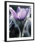 Close-up of Blooming Pasque Flower with Purple Petals-null-Framed Photographic Print