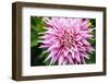 Close up of blooming pink dahlia in Rhododendron Garden, Point Defiance Park, Tacoma, Washington...-Panoramic Images-Framed Photographic Print