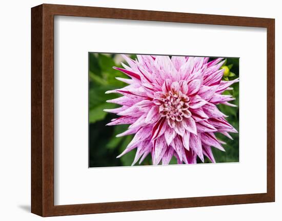 Close up of blooming pink dahlia in Rhododendron Garden, Point Defiance Park, Tacoma, Washington...-Panoramic Images-Framed Photographic Print