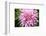 Close up of blooming pink dahlia in Rhododendron Garden, Point Defiance Park, Tacoma, Washington...-Panoramic Images-Framed Photographic Print