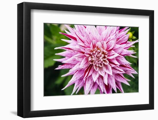 Close up of blooming pink dahlia in Rhododendron Garden, Point Defiance Park, Tacoma, Washington...-Panoramic Images-Framed Photographic Print