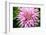 Close up of blooming pink dahlia in Rhododendron Garden, Point Defiance Park, Tacoma, Washington...-Panoramic Images-Framed Photographic Print