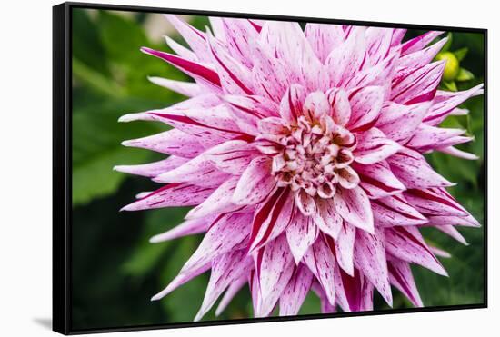 Close up of blooming pink dahlia in Rhododendron Garden, Point Defiance Park, Tacoma, Washington...-Panoramic Images-Framed Stretched Canvas