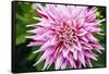 Close up of blooming pink dahlia in Rhododendron Garden, Point Defiance Park, Tacoma, Washington...-Panoramic Images-Framed Stretched Canvas