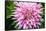 Close up of blooming pink dahlia in Rhododendron Garden, Point Defiance Park, Tacoma, Washington...-Panoramic Images-Framed Stretched Canvas