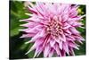 Close up of blooming pink dahlia in Rhododendron Garden, Point Defiance Park, Tacoma, Washington...-Panoramic Images-Stretched Canvas