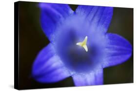 Close-Up of Blue Flower (Campanula Stevenii) Mount Cheget, Caucasus, Russia, June 2008-Schandy-Stretched Canvas