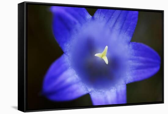 Close-Up of Blue Flower (Campanula Stevenii) Mount Cheget, Caucasus, Russia, June 2008-Schandy-Framed Stretched Canvas