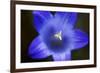 Close-Up of Blue Flower (Campanula Stevenii) Mount Cheget, Caucasus, Russia, June 2008-Schandy-Framed Photographic Print