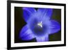 Close-Up of Blue Flower (Campanula Stevenii) Mount Cheget, Caucasus, Russia, June 2008-Schandy-Framed Photographic Print