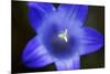 Close-Up of Blue Flower (Campanula Stevenii) Mount Cheget, Caucasus, Russia, June 2008-Schandy-Mounted Photographic Print