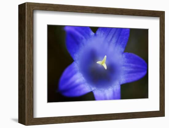 Close-Up of Blue Flower (Campanula Stevenii) Mount Cheget, Caucasus, Russia, June 2008-Schandy-Framed Photographic Print