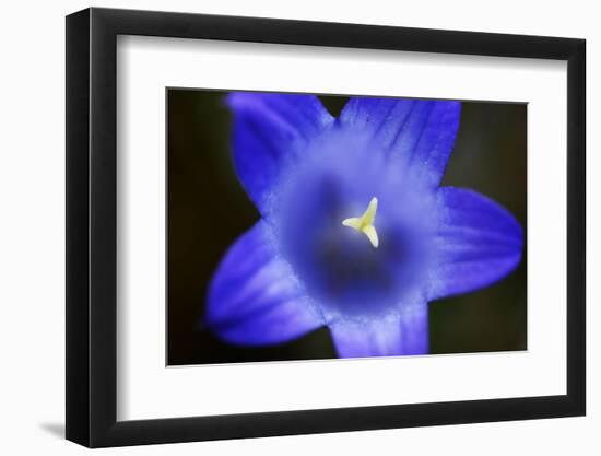 Close-Up of Blue Flower (Campanula Stevenii) Mount Cheget, Caucasus, Russia, June 2008-Schandy-Framed Photographic Print