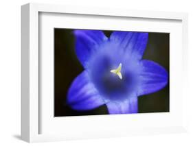 Close-Up of Blue Flower (Campanula Stevenii) Mount Cheget, Caucasus, Russia, June 2008-Schandy-Framed Photographic Print