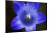 Close-Up of Blue Flower (Campanula Stevenii) Mount Cheget, Caucasus, Russia, June 2008-Schandy-Mounted Photographic Print