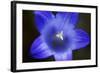 Close-Up of Blue Flower (Campanula Stevenii) Mount Cheget, Caucasus, Russia, June 2008-Schandy-Framed Photographic Print