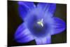 Close-Up of Blue Flower (Campanula Stevenii) Mount Cheget, Caucasus, Russia, June 2008-Schandy-Mounted Photographic Print