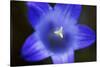 Close-Up of Blue Flower (Campanula Stevenii) Mount Cheget, Caucasus, Russia, June 2008-Schandy-Stretched Canvas