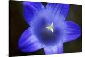 Close-Up of Blue Flower (Campanula Stevenii) Mount Cheget, Caucasus, Russia, June 2008-Schandy-Stretched Canvas