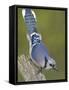 Close-up of Blue Jay on Dead Tree Limb, Rondeau Provincial Park, Ontario, Canada-Arthur Morris-Framed Stretched Canvas