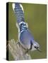 Close-up of Blue Jay on Dead Tree Limb, Rondeau Provincial Park, Ontario, Canada-Arthur Morris-Stretched Canvas