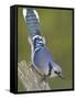 Close-up of Blue Jay on Dead Tree Limb, Rondeau Provincial Park, Ontario, Canada-Arthur Morris-Framed Stretched Canvas