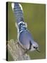 Close-up of Blue Jay on Dead Tree Limb, Rondeau Provincial Park, Ontario, Canada-Arthur Morris-Stretched Canvas