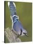 Close-up of Blue Jay on Dead Tree Limb, Rondeau Provincial Park, Ontario, Canada-Arthur Morris-Stretched Canvas