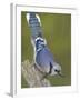 Close-up of Blue Jay on Dead Tree Limb, Rondeau Provincial Park, Ontario, Canada-Arthur Morris-Framed Premium Photographic Print