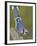 Close-up of Blue Jay on Dead Tree Limb, Rondeau Provincial Park, Ontario, Canada-Arthur Morris-Framed Premium Photographic Print