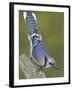 Close-up of Blue Jay on Dead Tree Limb, Rondeau Provincial Park, Ontario, Canada-Arthur Morris-Framed Premium Photographic Print