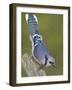 Close-up of Blue Jay on Dead Tree Limb, Rondeau Provincial Park, Ontario, Canada-Arthur Morris-Framed Photographic Print