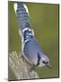 Close-up of Blue Jay on Dead Tree Limb, Rondeau Provincial Park, Ontario, Canada-Arthur Morris-Mounted Photographic Print